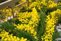 FNC-Straeusschenbunden_008_Stein-Fotografie